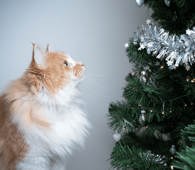 Brownish cat staring at the Christmas tree