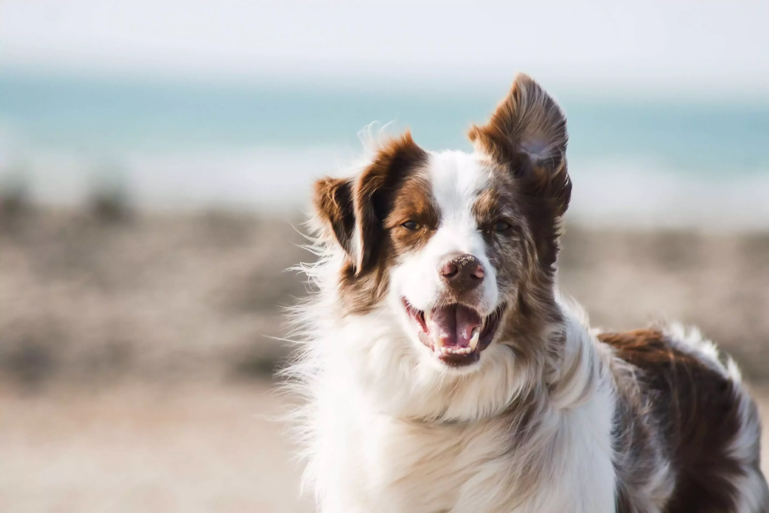 Brown and white dog smiling straight ahead