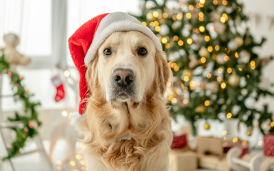 Holiday Safety For Pets